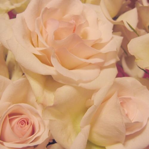 BIO Růžová voda z bílé růže Rosa alba 0,071% 1 l