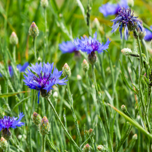 Naturálna voda Nevädza poľná Field weed water 1 l