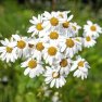 Bio Heřmánková voda German Chamomile