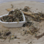 Taraxacum officinale - Folium taraxaci