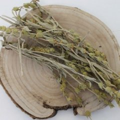 Mursalský čaj Sideritis scardica