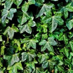 Naturální voda Břečťan popínavý Hedera helix Naturální voda Břečťan popínavý Hedera helix