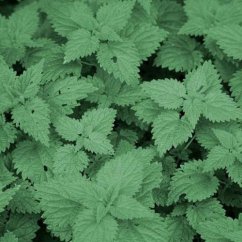 Naturální voda Kopřiva Urtica dioica Naturální voda Kopřiva Urtica dioica