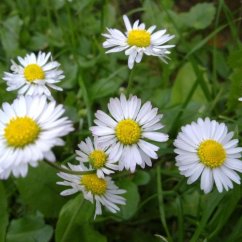 Sedmokráska obyčajná voda-Bellis perennis water -1L