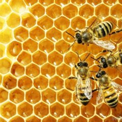 Bienenwachs Cera Alba 100% Bio Alteya 60g