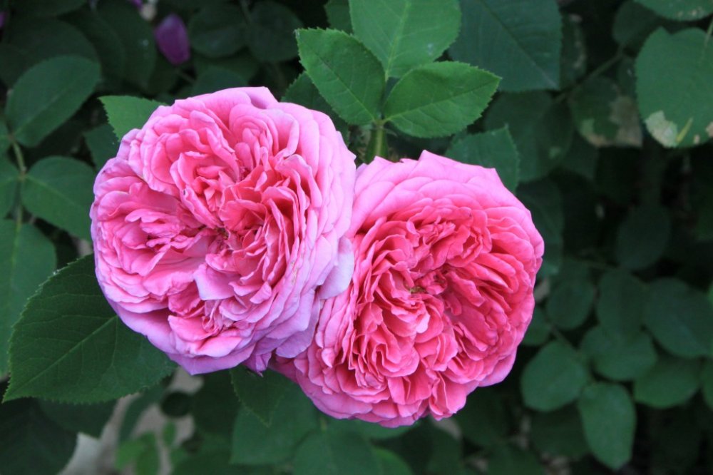 History of rose oil 2