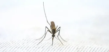 Wie man sich im Sommer vor lästigen Insekten schützt?