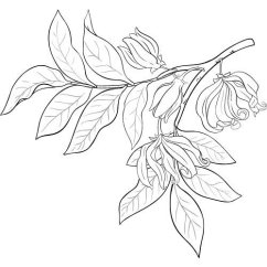 Ylang-Ylang olej 100% Alteya Organics 5ml