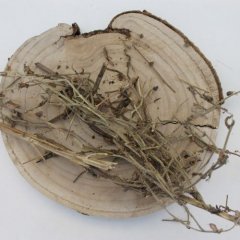 Narezaná šalvia muškátová  - Salvia sclarea