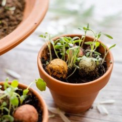 Semienkové bomby - darčeková sada mini Blossombs 4ks