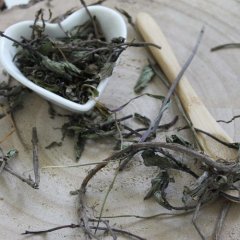 Mięta pieprzowa - Mentha piperita Mięta pieprzowa - Mentha piperita