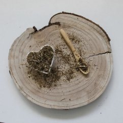 Piołun roczny - Artemisia annua Piołun roczny - Artemisia annua