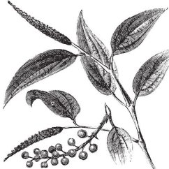 Litsea Cubeba (May Chang) olej 100% Alteya Organics 5 ml