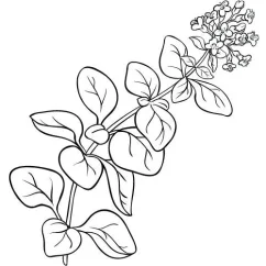 Oregano olaj 100% Alteya Organics 5 ml
