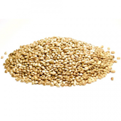 Konope siate (technické) - semeno -Cannabis sativa - Cannabis semen 