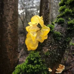 Tremella z witaminą C Hrotlife 90 kapsułek