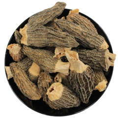 Morchella conica
