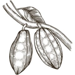 Masło Cupuacu 100% Alteya Organics 80 g