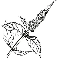 Mätový olej 100% Alteya Organics 5 ml