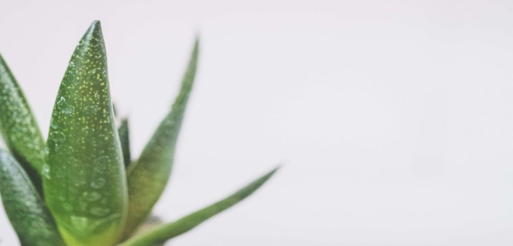 Zázračná rastlina aloe vera - hojí, regeneruje a pomáha proti starnutiu