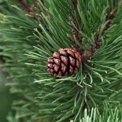 Bio voda z Borovice Pinus Bio voda z Borovice Pinus