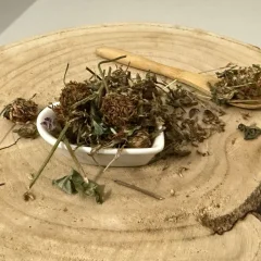 Ďatelina lúčna - kvet celý - Trifolium pratense - Flos trifolii rubri Emerosa