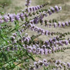 Naturální voda Máta klasnatá Mentha spicata Naturální voda Máta klasnatá Mentha spicata