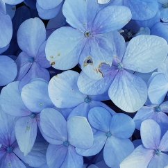 Čistící tekuté mýdlo s květinovou vůní Mystic Biofresh