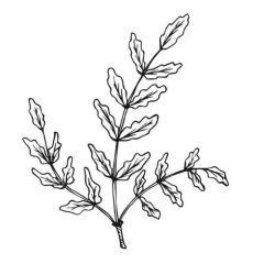 Weihrauchöl 100% Alteya Organics 5 ml