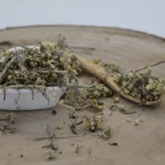 Italienische Strohblume - geschnittenes Kraut - Helichrysum italicum - Herba helichrysi Emerosa