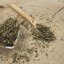 Borage - cut herb - Borago officinalis - Herba boraginis Emerosa
