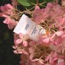 Minerálny opaľovací krém na tvár s nízkym komedogénnym indexom SPF50 Wooden Spoon 10ml vzorka