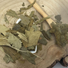 Ginko dvojlaločné - list celý - Ginkgo biloba - Folium ginkgo Emerosa