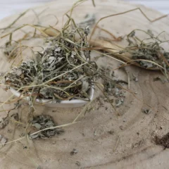 Potentilla argentae Potentilla argentae