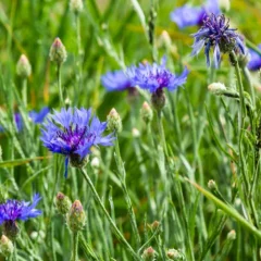 Naturalna woda pola Nevädza Field weed water Emerosa 1 l
