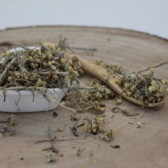 Nařezaný smil italský - Helichrysum italicum