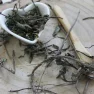 Mäta pieporná - Mentha piperita