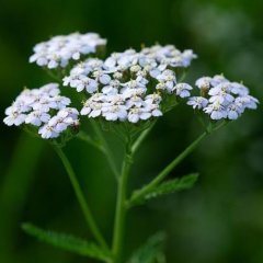 Naturální voda Řebříček obecný Achillea millefolium Naturální voda Řebříček obecný Achillea millefolium