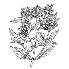 Klinčekový olej 100% Alteya Organics 5 ml