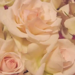 Bio różana woda z białej róży Rosa Alba 0,071% Bio różana woda z białej róży Rosa Alba 0,071%