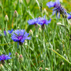 Naturální voda Chrpa polní Field weed water Emerosa 1 l