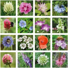 Bomby nasienne - mniejszy zestaw upominkowy Blossombs 7 szt