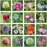 Semienkové bomby - darčeková sada mini Blossombs 4ks