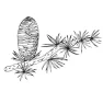 Cédrový olej 100% Alteya Organics 5 ml