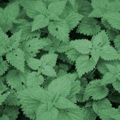 Naturální voda Kopřiva Urtica dioica Naturální voda Kopřiva Urtica dioica