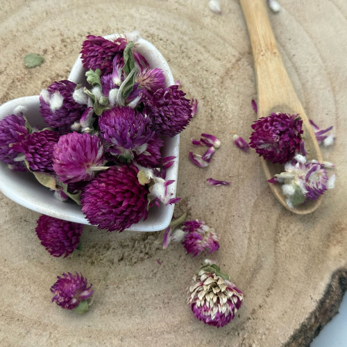 Ďatelina lúčna - kvet celý - Trifolium pratense - Flos trifolii rubri