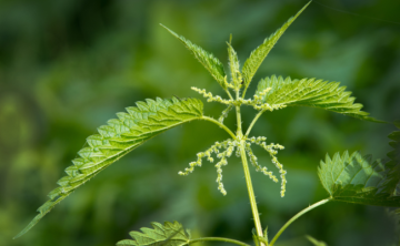 Naturalne produkty wspierające wzrost i zdrowie włosów