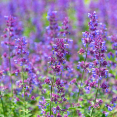 Naturální voda Šanta kočičí Napeta cataria Emerosa 1 l