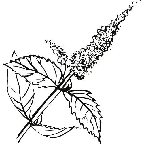 Mätový olej 100% Alteya Organics 5 ml