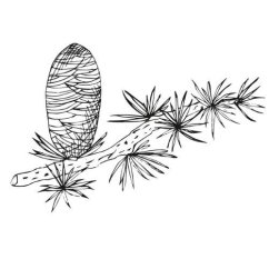 Cédrusolaj 100% Alteya Organics 5 ml